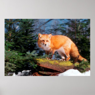 Red Fox on a log Poster