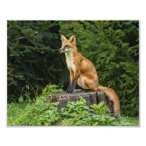 Red Fox On A Pedestal  Photo Print