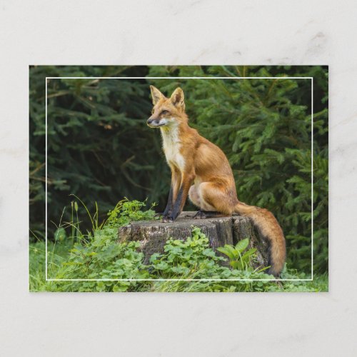 Red Fox On A Pedestal  Postcard