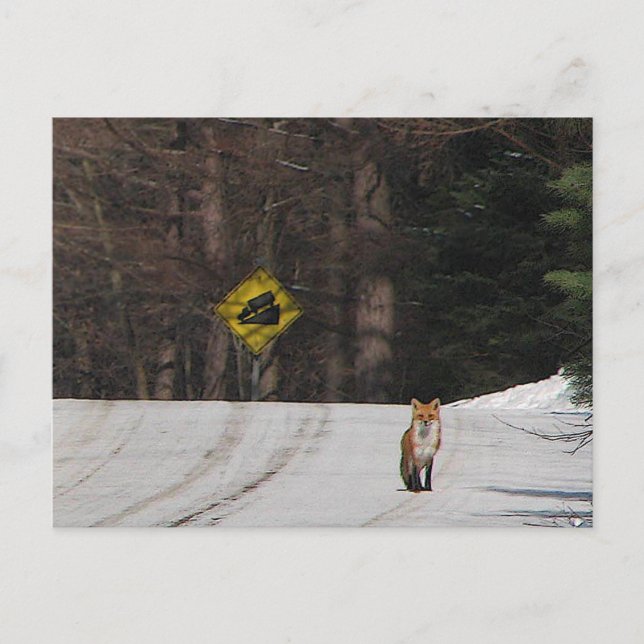 Red Fox on Hilltop Postcard (Front)