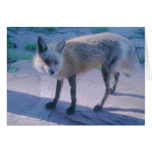 Red Fox on Porch (Front Horizontal)