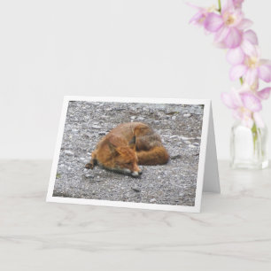 Red Fox on Road Card