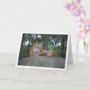 Red Fox on Rock Card