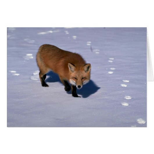 Red Fox on snow (Front Horizontal)
