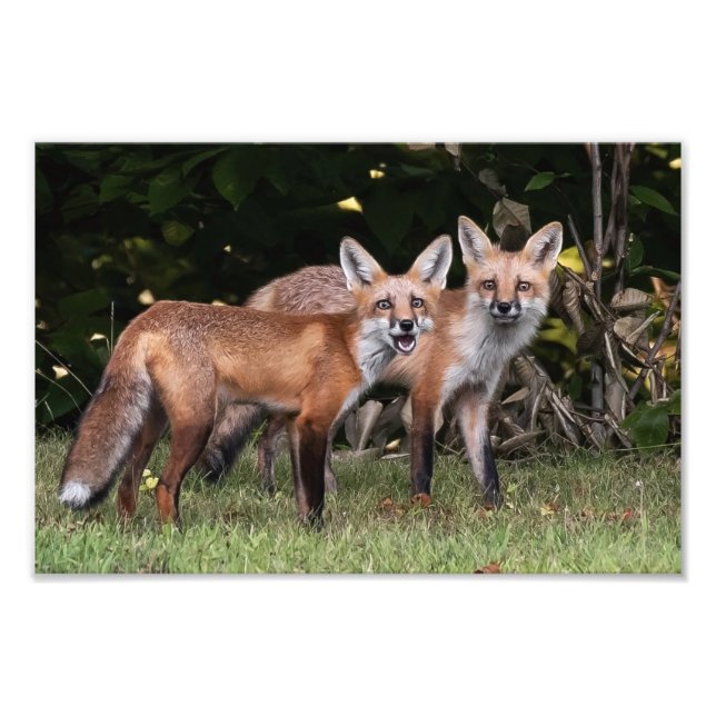  Red Fox Pair  Photo Print (Front)