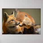 Red Fox Pair Poster