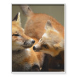 Red Fox Pair Temporary Tattoos