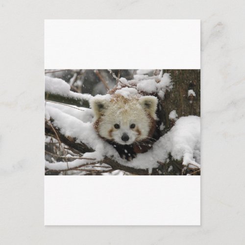 Red Fox Panda Bearcub Postcard