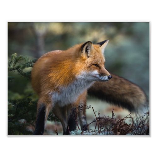 Red Fox Photo Print