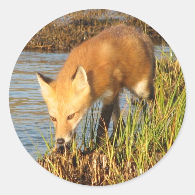 Red Fox Photograph Classic Round Sticker (Front)