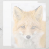 Red Fox Portrait (Front/Back)