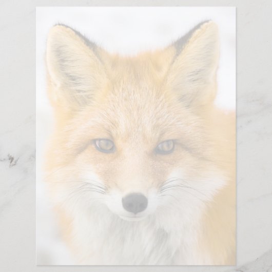 Red Fox Portrait (Front)