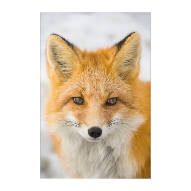 Red Fox Portrait Acrylic Print (Front)