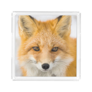 Red Fox Portrait Acrylic Tray