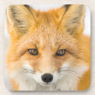 Red Fox Portrait Beverage Coaster