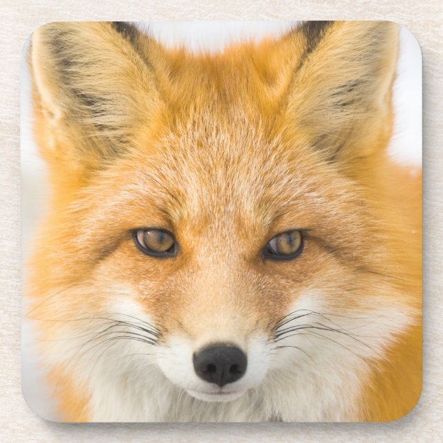 Red Fox Portrait Beverage Coaster (Front)