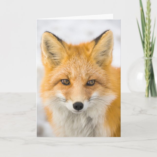 Red Fox Portrait Card (Front)