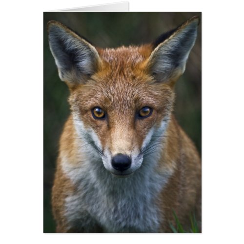 Red Fox Portrait Card