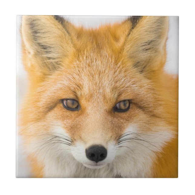 Red Fox Portrait Ceramic Tile (Front)