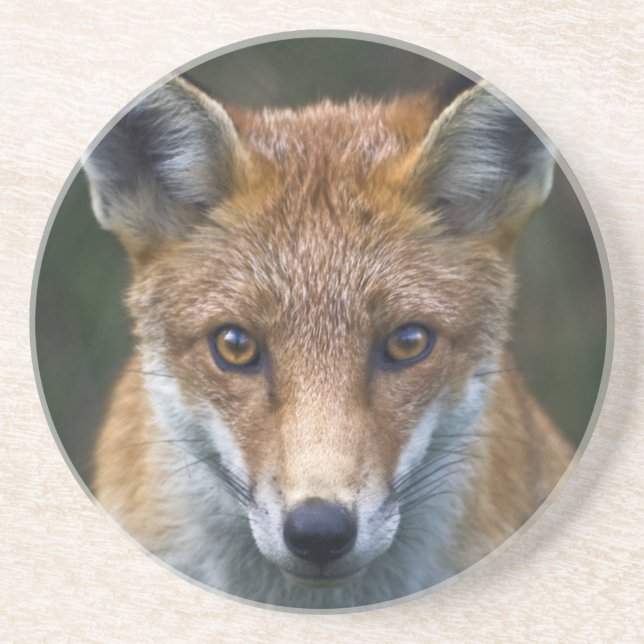 Red Fox Portrait Coaster (Front)