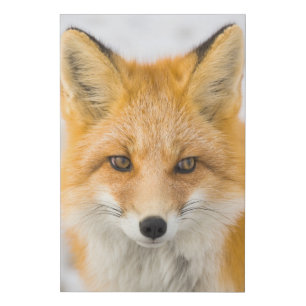 Red Fox Portrait Faux Canvas Print