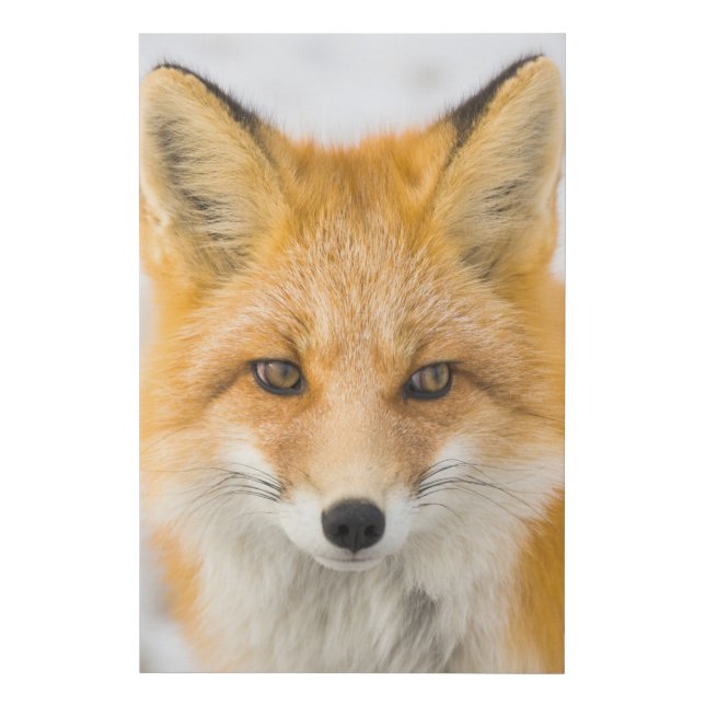 Red Fox Portrait Faux Canvas Print (Front)