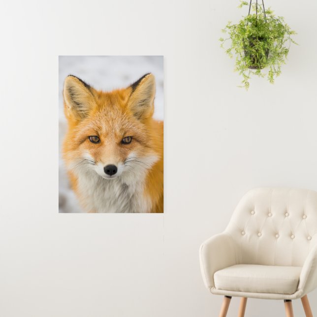 Red Fox Portrait Foam Board (In Situ (Wall))