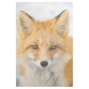 Red Fox Portrait Gallery Wrap