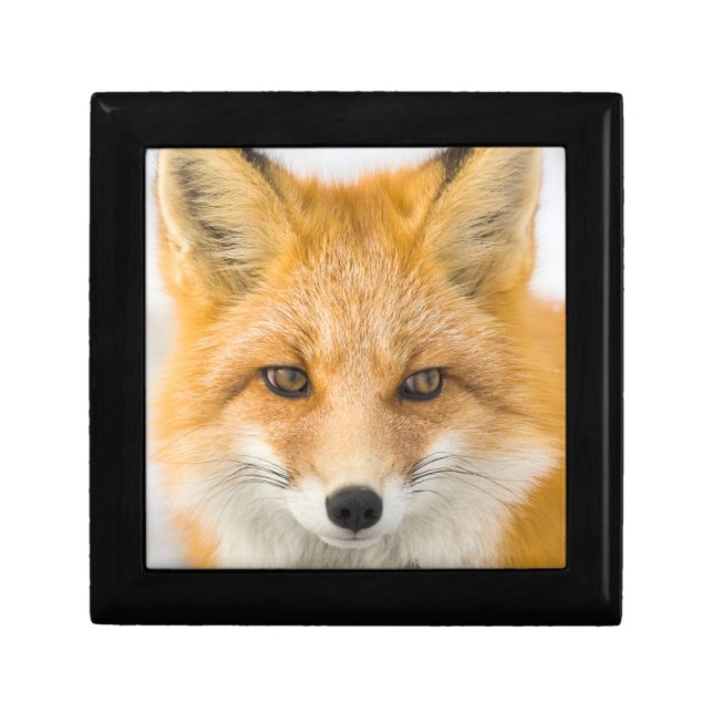 Red Fox Portrait Gift Box (Front)