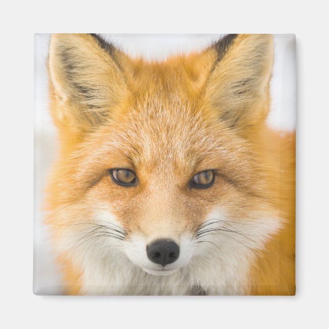 Red Fox Portrait Magnet (Front)