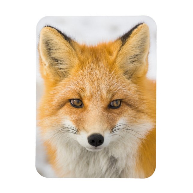 Red Fox Portrait Magnet (Vertical)