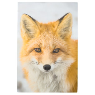 Red Fox Portrait Metal Print