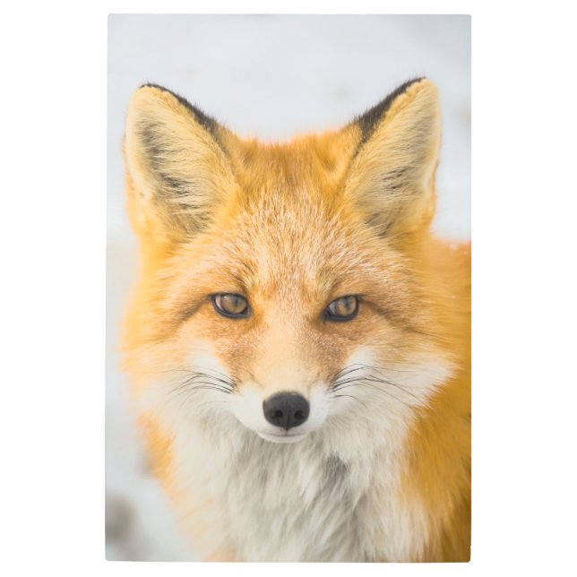 Red Fox Portrait Metal Print (Front)