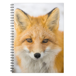 Red Fox Portrait Notebook