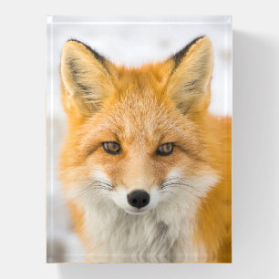 Red Fox Portrait Paperweight