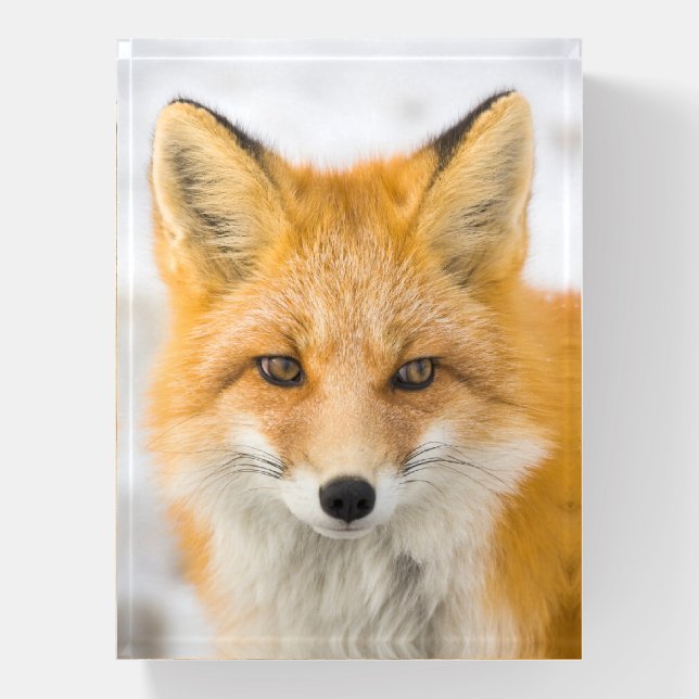 Red Fox Portrait Paperweight (Vertical)