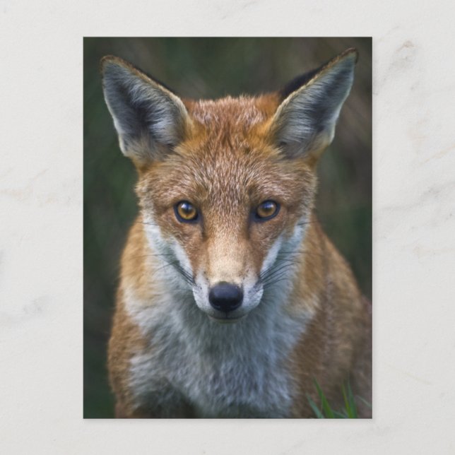Red Fox Portrait Postcard (Front)