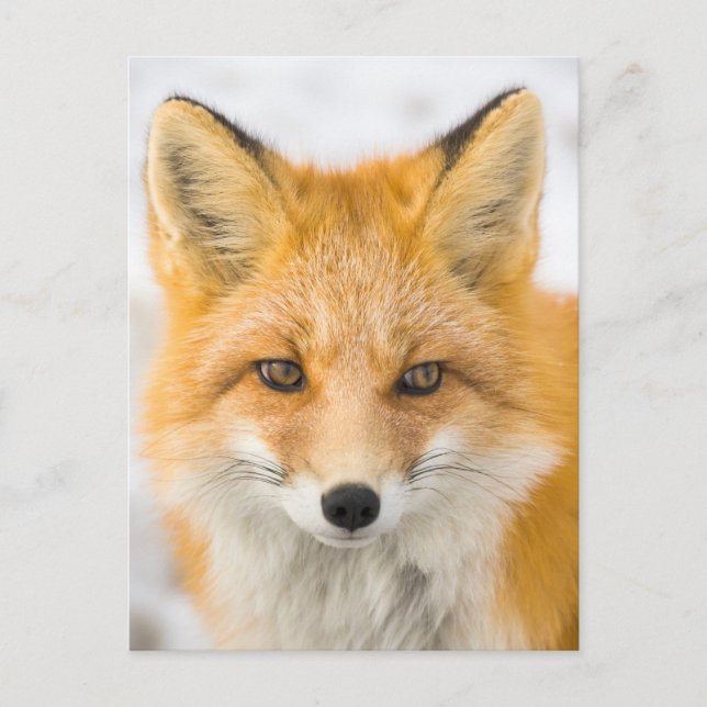 Red Fox Portrait Postcard (Front)