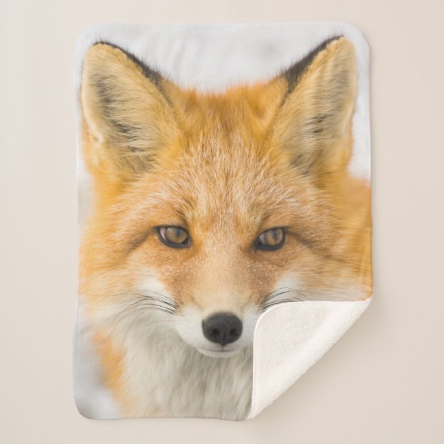 Red Fox Portrait Sherpa Blanket (Front)