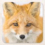 Red Fox Portrait Square Paper Coaster<br><div class="desc">Red fox in Alaska's Arctic,  Atigun Pass,  Brooks Range</div>