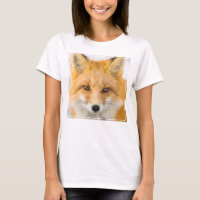 Red Fox Portrait
