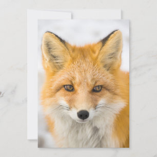 Red Fox Portrait Thank You Card