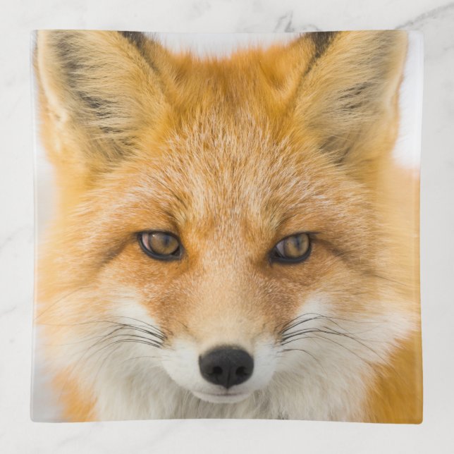 Red Fox Portrait Trinket Tray (Front)