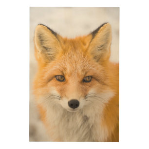 Red Fox Portrait Wood Wall Art