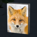 Red Fox Portrait Wooden Box Sign<br><div class="desc">Red fox in Alaska's Arctic,  Atigun Pass,  Brooks Range</div>