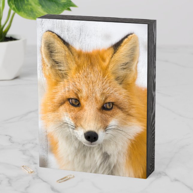 Red Fox Portrait Wooden Box Sign (In Situ Vertical)