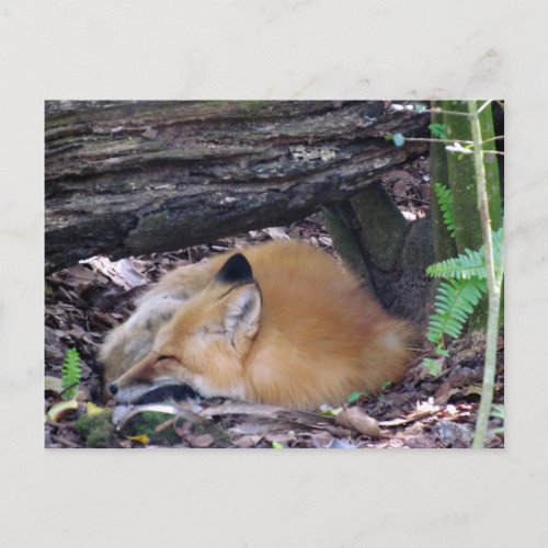Red Fox Post Card