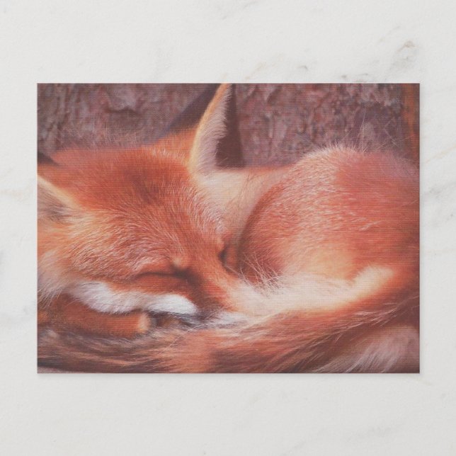 Red Fox POSTCARD (Front)