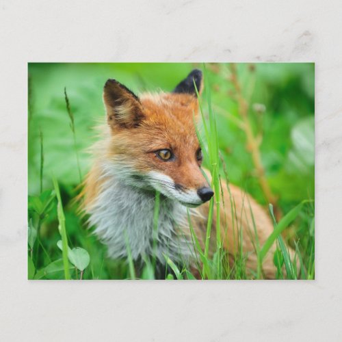 Red Fox Postcard
