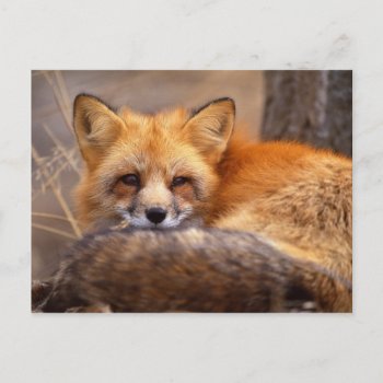 Red Fox Postcard by freya18801 at Zazzle